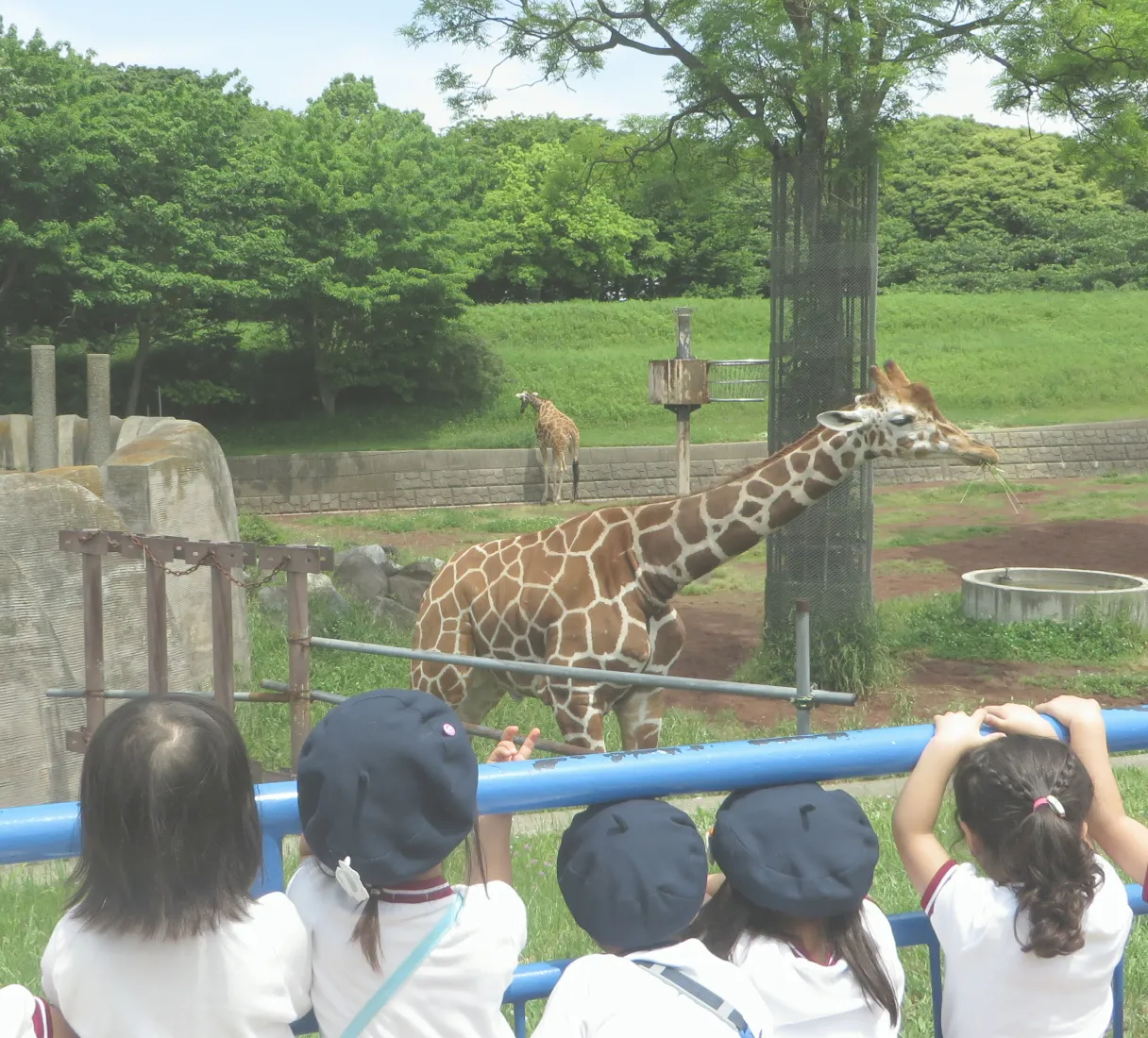 動物園で子どもたちがキリンを見ている様子